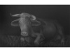 Black K 2, 105 x 65 cm