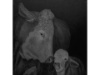 Black MK 3, 100 x 100 cm