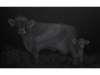 Black MK1, 80 x 130 cm